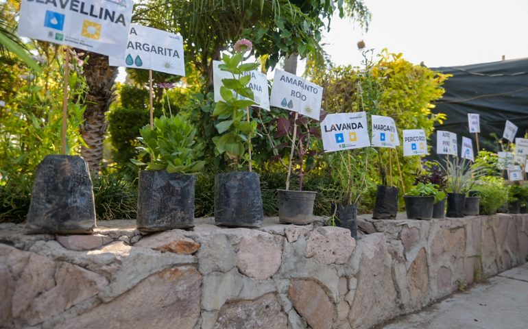 EXITOSA JORNADA DE ENTREGA DE PLANTAS ORNAMENTALES Y ÁRBOLES EN EL VIVERO MUNICIPAL