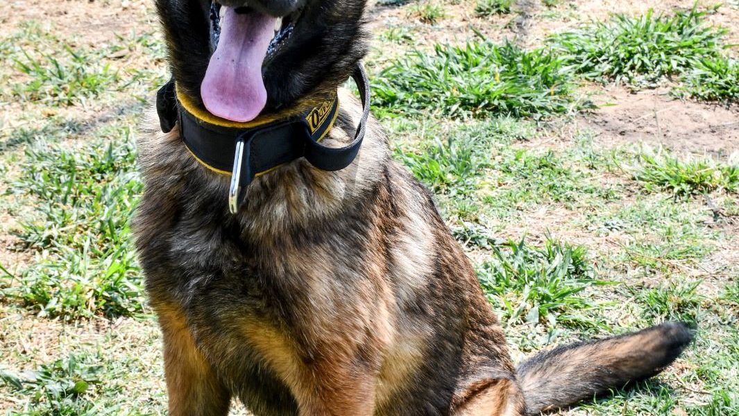 POLICÍA MUNICIPAL DA LA BIENVENIDA A NUEVOS INTEGRANTES CANINOS DEL GRUPO ESPECIAL K9