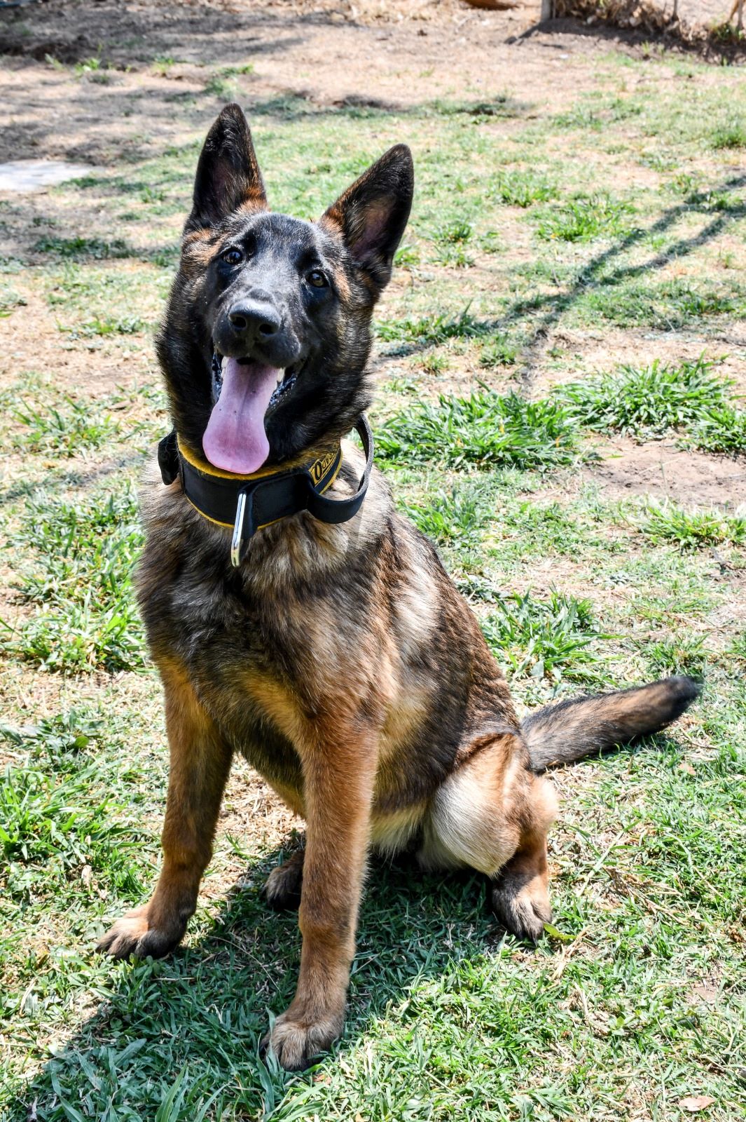 POLICÍA MUNICIPAL DA LA BIENVENIDA A NUEVOS INTEGRANTES CANINOS DEL GRUPO ESPECIAL K9