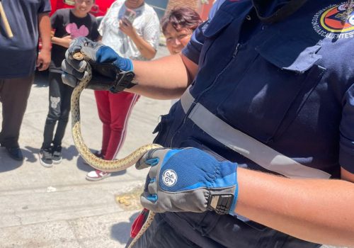 ADVIERTE MUNICIPIO SOBRE LA PRESENCIA DE SERPIENTES EN ESTA TEMPORADA DE LLUVIAS