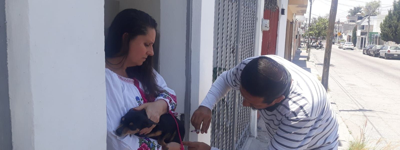 INTENSIFICAN ACCIONES DE VACUNACIÓN ANTIRRÁBICA PARA CANINOS Y FELINOS EN LAS COLONIAS
