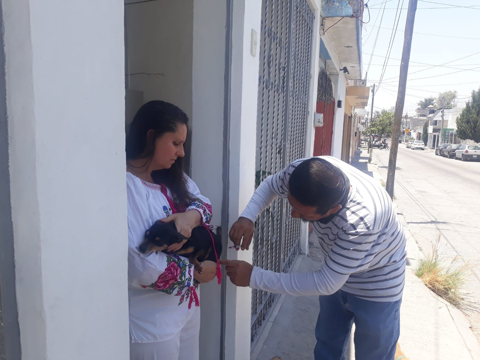 INTENSIFICAN ACCIONES DE VACUNACIÓN ANTIRRÁBICA PARA CANINOS Y FELINOS EN LAS COLONIAS