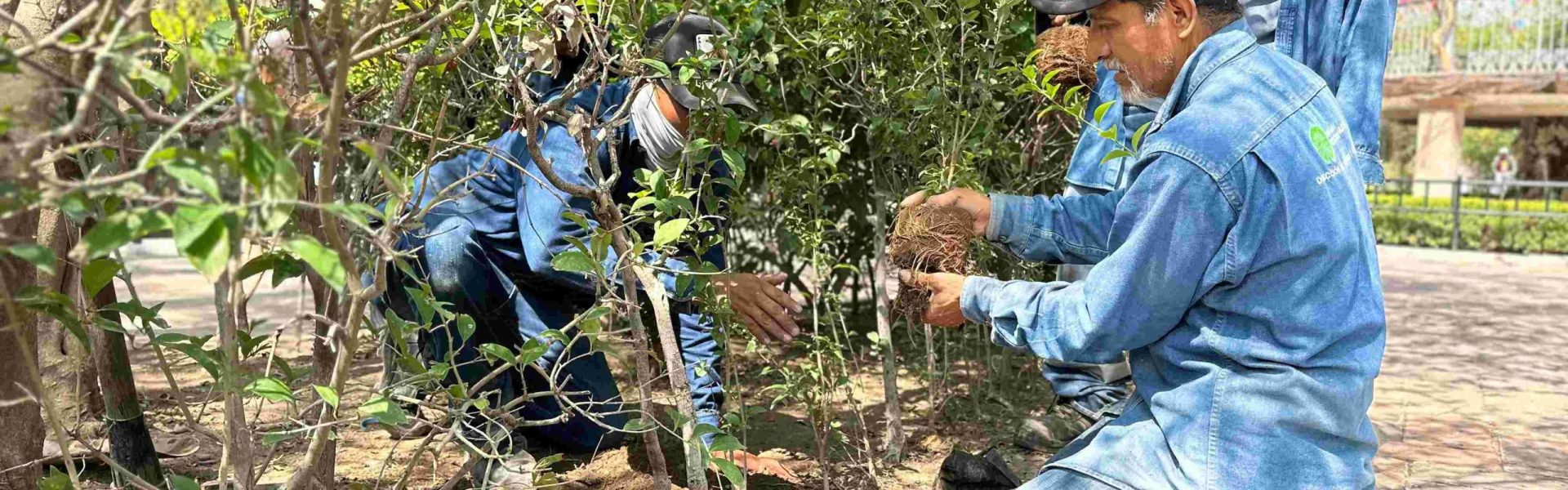 MUNICIPIO REFORESTA EL JARDÍN DE SAN MARCOS CON 300 TRUENOS