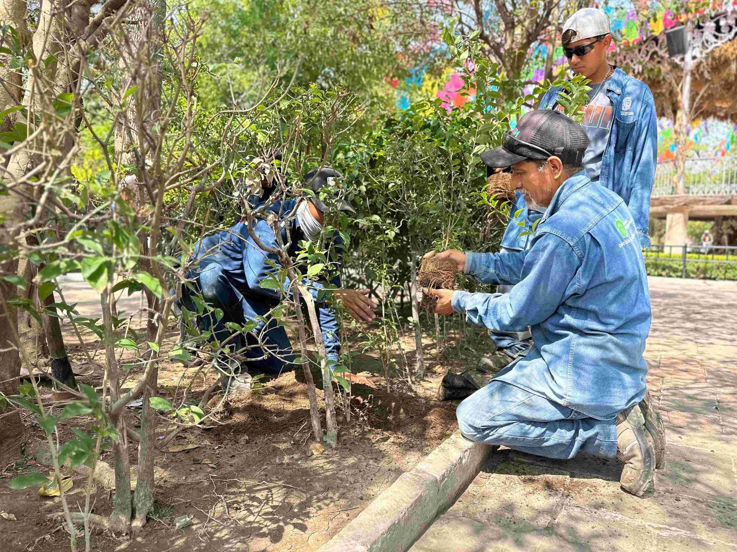 MUNICIPIO REFORESTA EL JARDÍN DE SAN MARCOS CON 300 TRUENOS