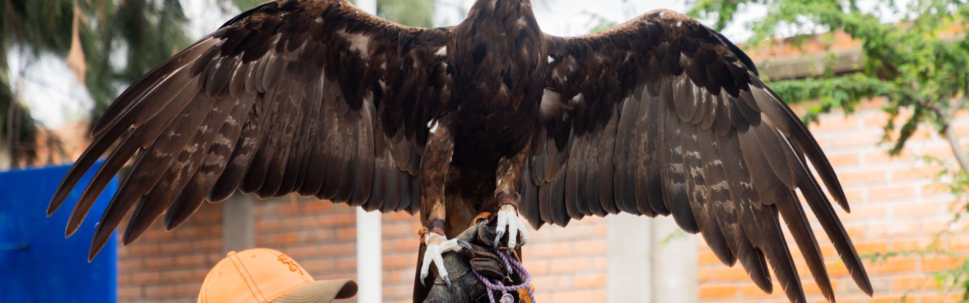 PARA FOMENTAR LA CONCIENCIA AMBIENTAL AVES RAPACES VISITAN PRIMARIA EN JESÚS MARÍA