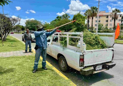 REFUERZA MUNICIPIO MANTENIMIENTO DE CAMELLÓN CENTRAL DE PRIMER ANILLO