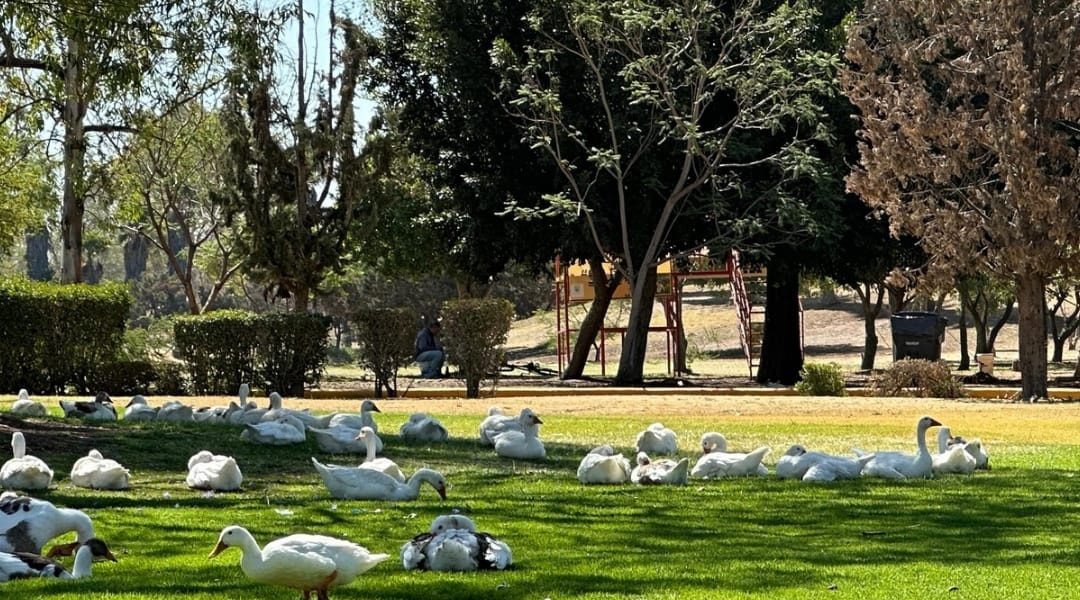 💧✨ El agua es vida, no solo para nosotros, también para los animales y las plantas.