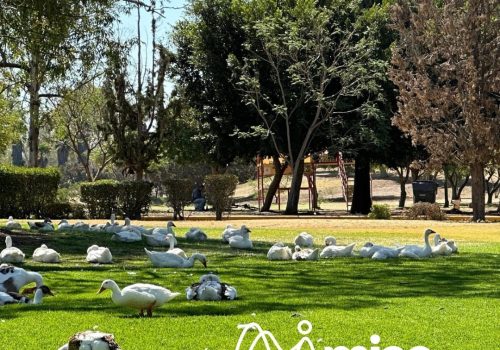 💧✨ El agua es vida, no solo para nosotros, también para los animales y las plantas.
