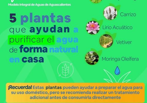 🪴🏘️ El tener plantas en casa puede ofrecer beneficios que trascienden lo meramente estético.
