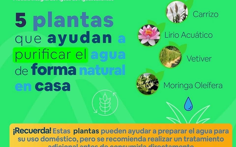 🪴🏘️ El tener plantas en casa puede ofrecer beneficios que trascienden lo meramente estético.