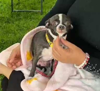 La campaña de esterilización en Pabellón de Arteaga ya se realizó con éxito 🐾💕.