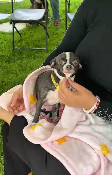 La campaña de esterilización en Pabellón de Arteaga ya se realizó con éxito 🐾💕.