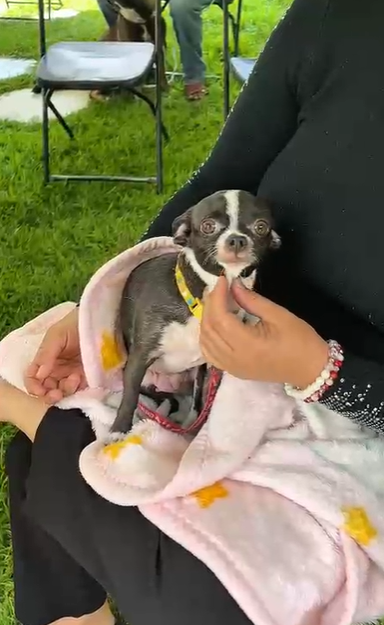 La campaña de esterilización en Pabellón de Arteaga ya se realizó con éxito 🐾💕.
