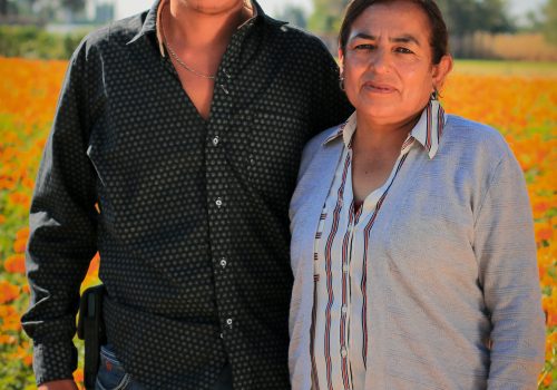 Flor de Cempasúchil: Tradición y Desafíos de los Productores de Jesús María, Aguascalientes