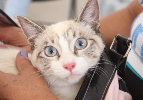 SERVICIOS VETERINARIOS GRATUITOS ESTE VIERNES EN LA CONGOJA, SAN JOSÉ DE GRACIA