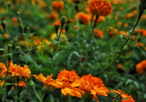 En Jesús María, los campos comienzan a llenarse del color y aroma del cempasúchil, la flor que anuncia la llegada del Día de Muertos 🌞💐.