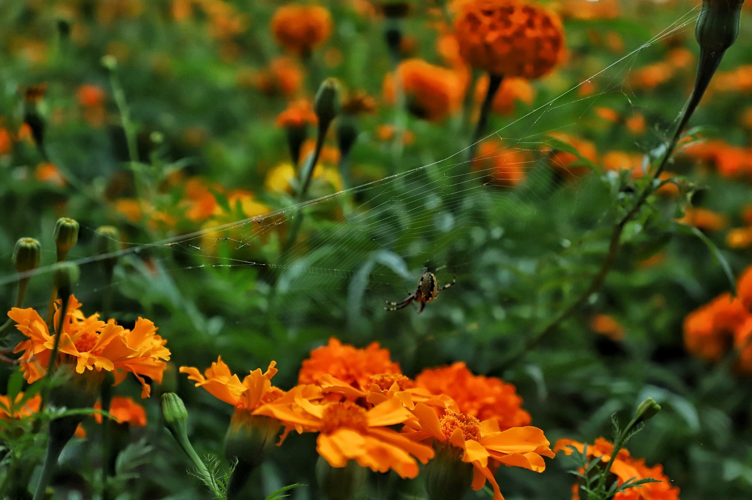 En Jesús María, los campos comienzan a llenarse del color y aroma del cempasúchil, la flor que anuncia la llegada del Día de Muertos 🌞💐.
