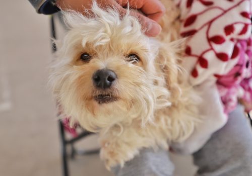 GOBIERNO DE JESÚS MARÍA OFRECE SERVICIO VETERINARIO ACCESIBLE PARA EL CUIDADO DE LAS MASCOTAS