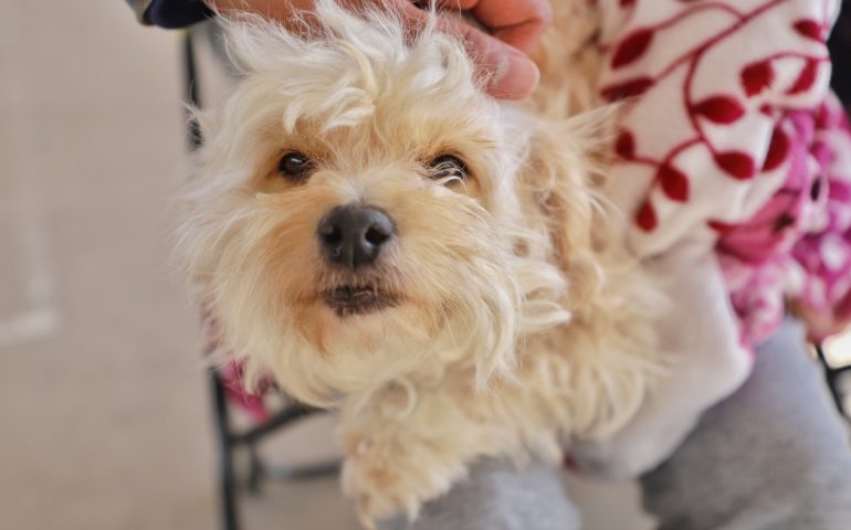 GOBIERNO DE JESÚS MARÍA OFRECE SERVICIO VETERINARIO ACCESIBLE PARA EL CUIDADO DE LAS MASCOTAS