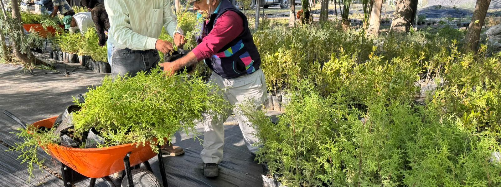 GRUPO MÉXICO SE SUMA A LA VISIÓN “ÁRBOLES FUERTES, HUELLAS GIGANTES” PARA UN ESTADO MÁS VERDE