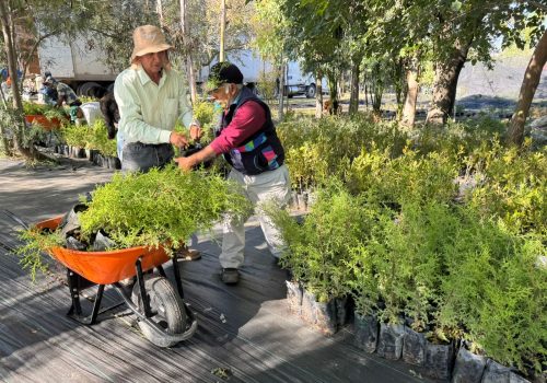 GRUPO MÉXICO SE SUMA A LA VISIÓN “ÁRBOLES FUERTES, HUELLAS GIGANTES” PARA UN ESTADO MÁS VERDE