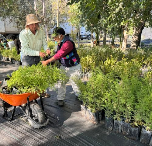 GRUPO MÉXICO SE SUMA A LA VISIÓN “ÁRBOLES FUERTES, HUELLAS GIGANTES” PARA UN ESTADO MÁS VERDE