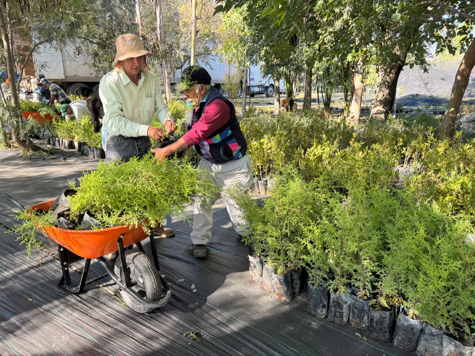 GRUPO MÉXICO SE SUMA A LA VISIÓN “ÁRBOLES FUERTES, HUELLAS GIGANTES” PARA UN ESTADO MÁS VERDE
