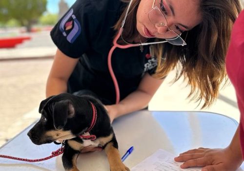 ATENCIÓN VETERINARIA GRATUITA LLEGARÁ A TEPEZALÁ, SAN FRANCISCO DE LOS ROMO Y COSÍO LA PRÓXIMA SEMANA