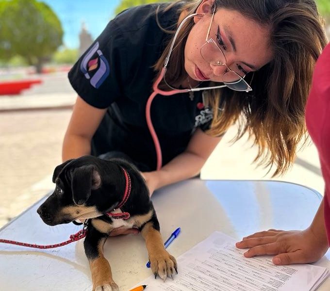 ATENCIÓN VETERINARIA GRATUITA LLEGARÁ A TEPEZALÁ, SAN FRANCISCO DE LOS ROMO Y COSÍO LA PRÓXIMA SEMANA