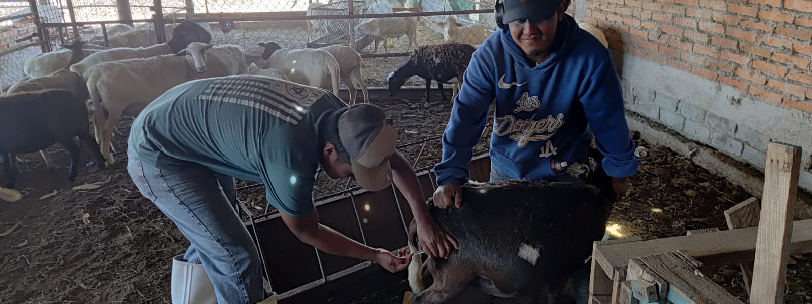 REALIZA JESÚS MARÍA CAMPAÑA DE VACUNACIÓN DEL HATO OVINO
