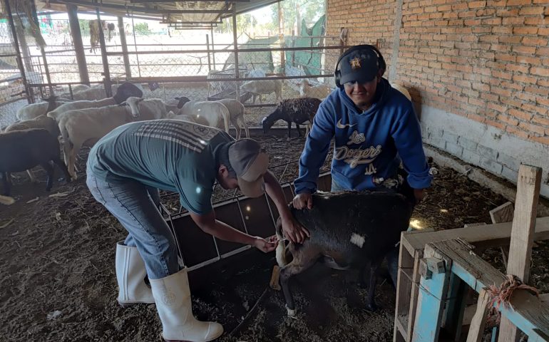 REALIZA JESÚS MARÍA CAMPAÑA DE VACUNACIÓN DEL HATO OVINO