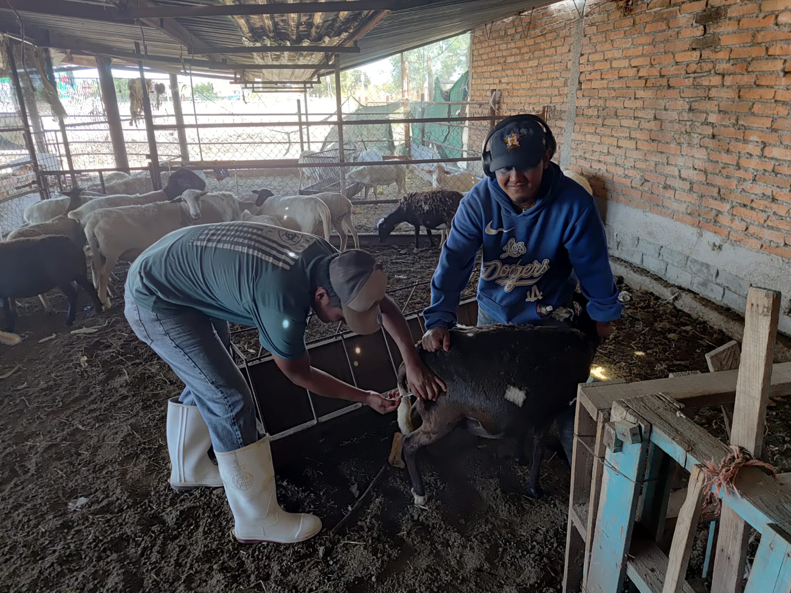 REALIZA JESÚS MARÍA CAMPAÑA DE VACUNACIÓN DEL HATO OVINO