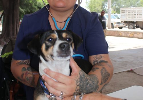 CON 20 MÁS DE 20 MIL ACCIONES, EN AGUASCALIENTES SE PROMUEVE EL CUIDADO ANIMAL