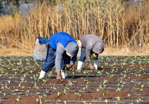 AGUASCALIENTES ES LÍDER NACIONAL EN PRODUCCIÓN DE LECHUGA
